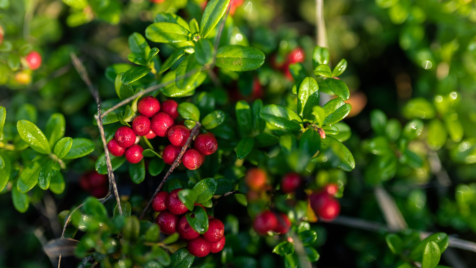 UPM-forest_lingonberries.jpg