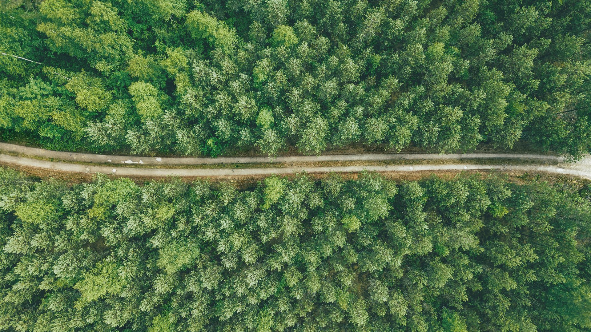 Kestävästi hoidetut metsät tuottavat uusiutuvaa puuraaka-ainetta.