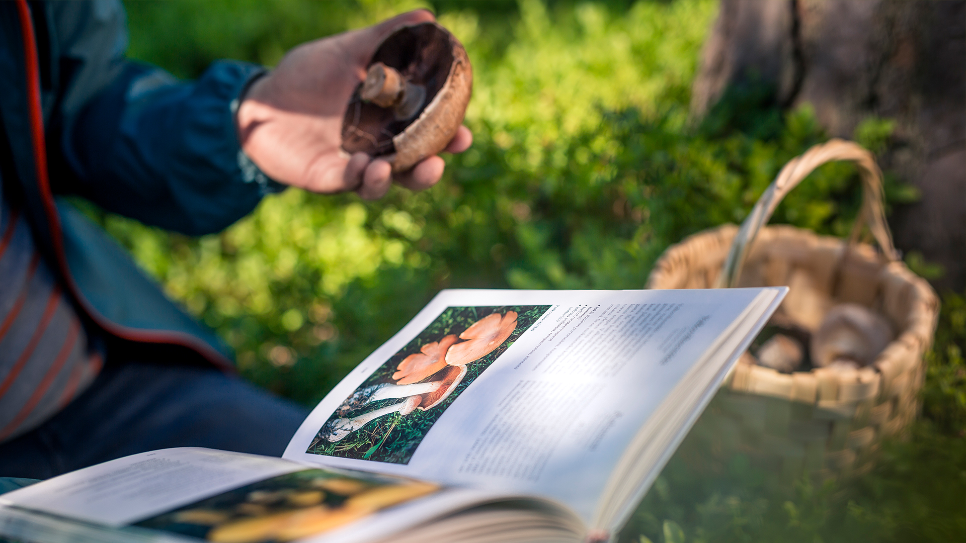 UPMPaperENA_forest_book_mushrooms_closeup.jpg